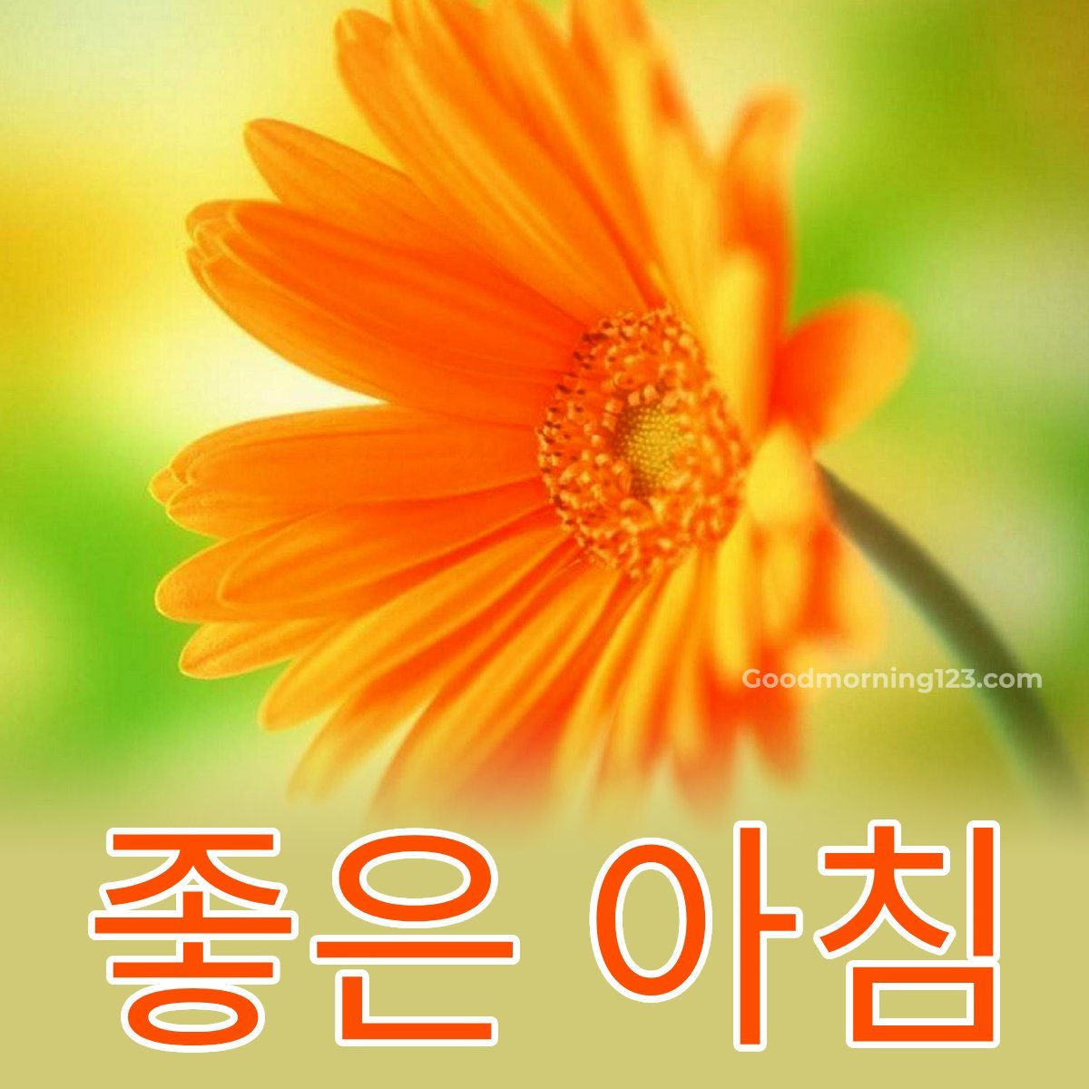 Good Morning In Korean Language