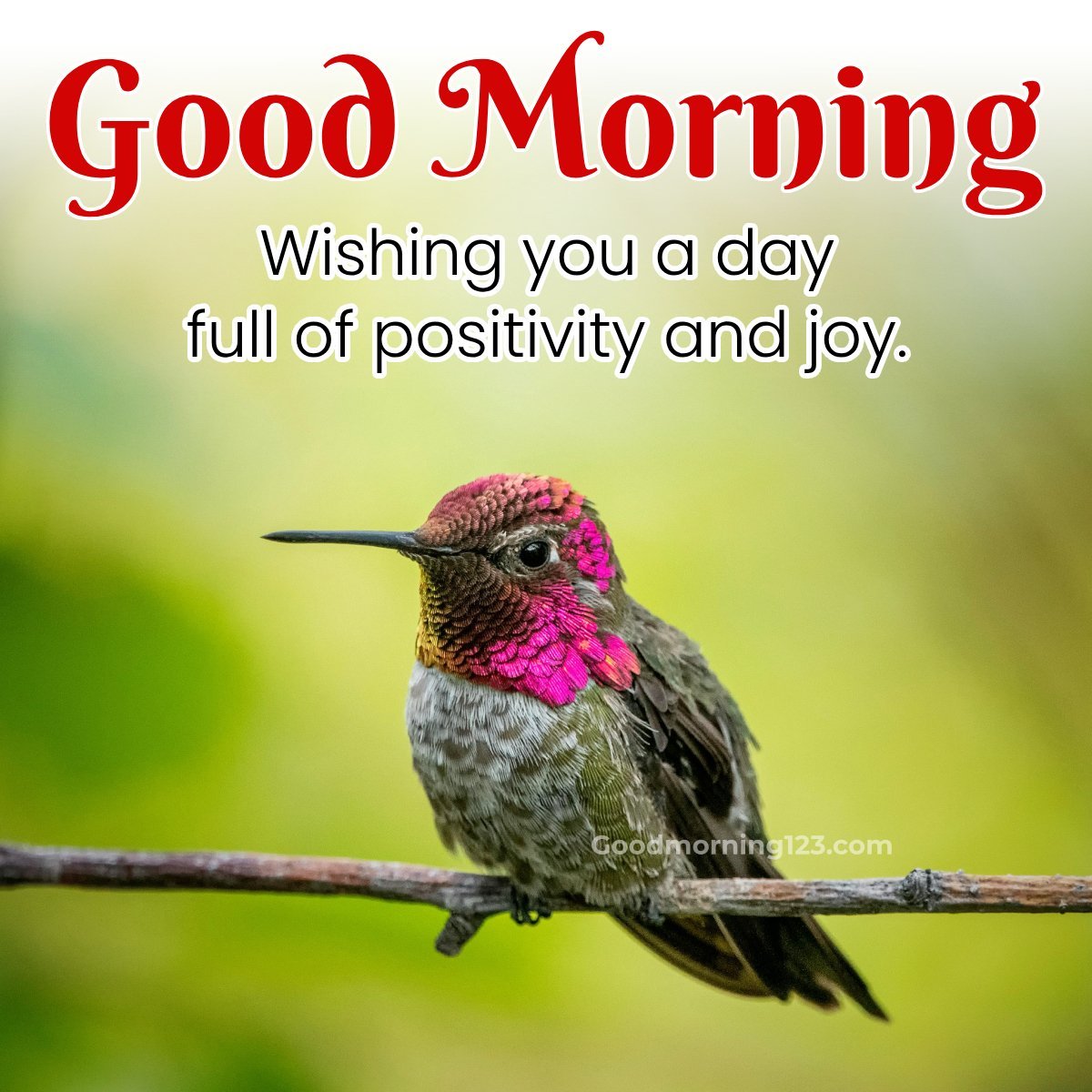 Good Morning Hummingbird Images