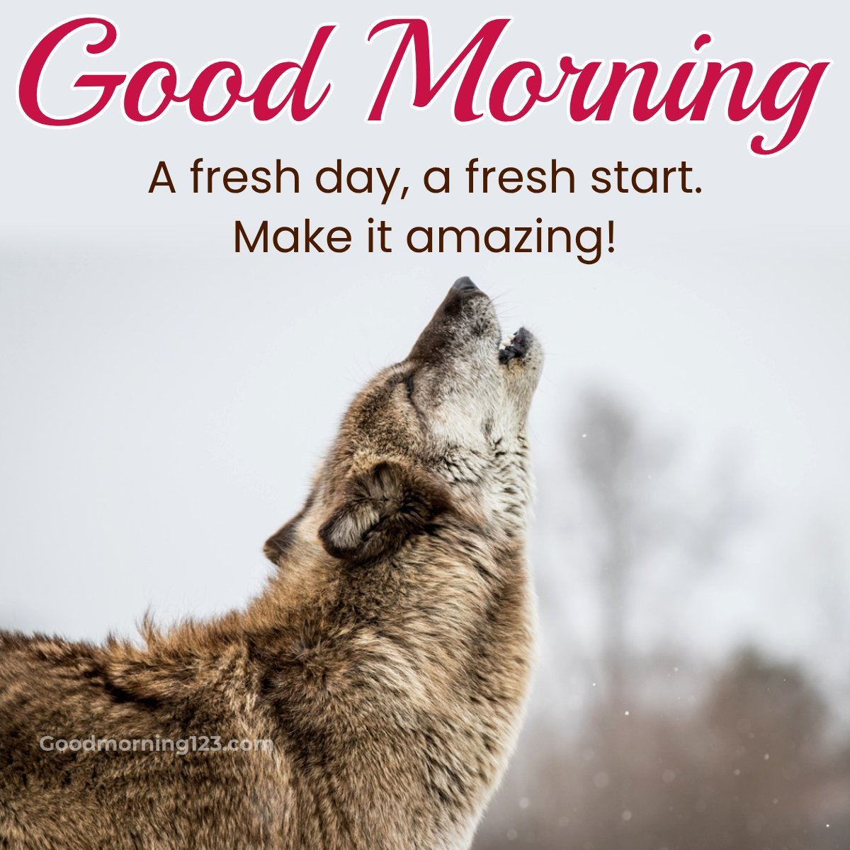 Good Morning Wolf Howling Message Photo