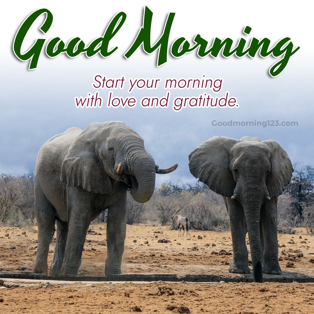 40+ Elephant Good Morning Pics